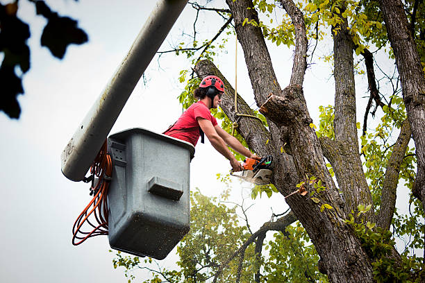 Best Large Tree Removal  in Roebuck, SC